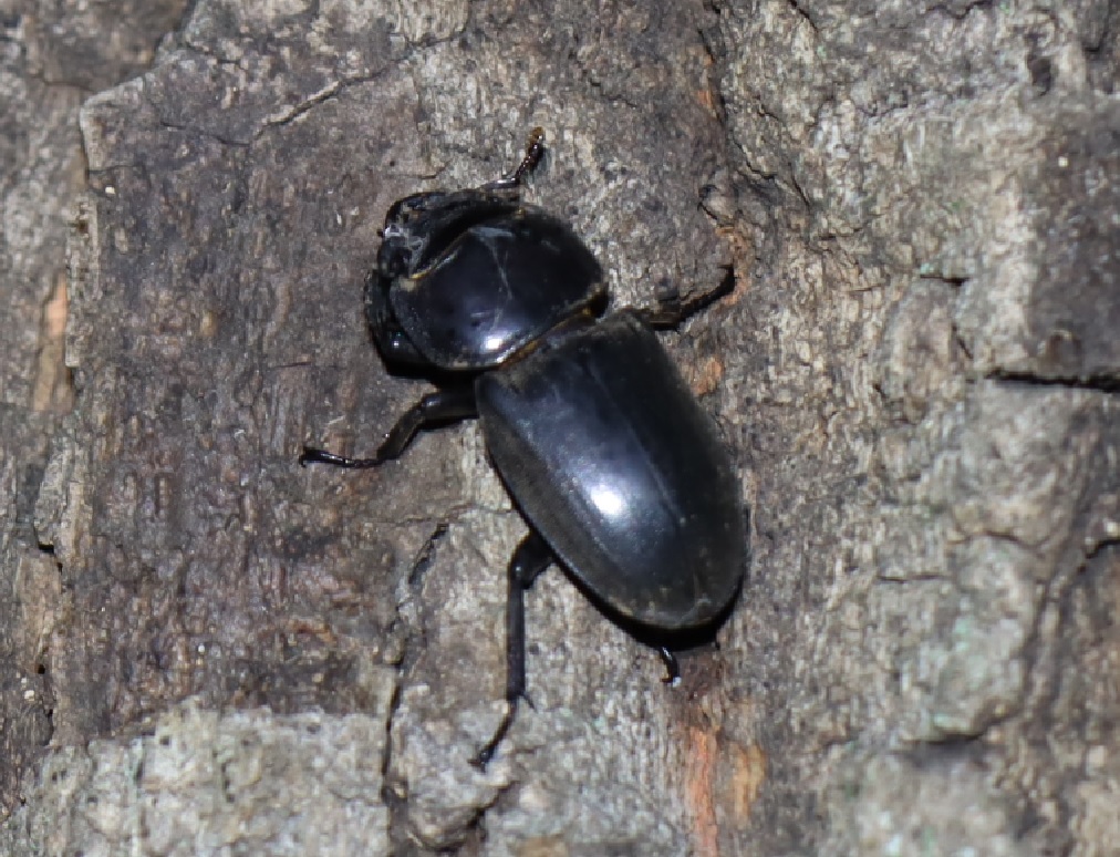 ヒラタクワガタ♀(アングル2)_No.5のクヌギ_クワガタ達のオアシス_2023年9月7日19時10分 気温26度